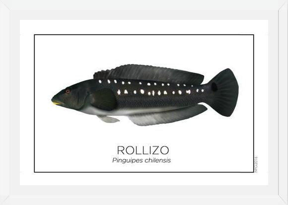 Cuadro Colección Especies de Peces Chilenos: Rollizo