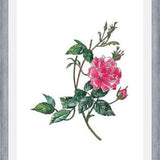 Cuadro Rosa II