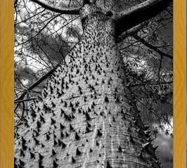 Cuadro Arbol