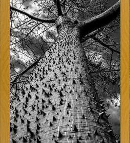 Cuadro Arbol