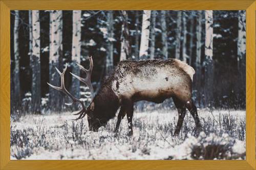 Cuadro Reindeer
