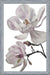 Cuadro Flores magnolia