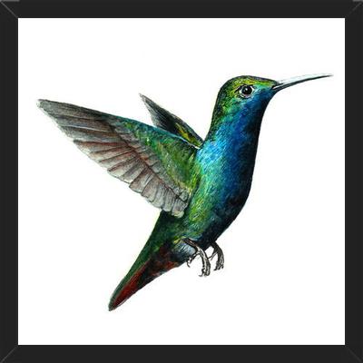 Cuadro Picaflor