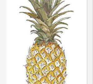 Cuadro PIÑA