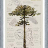 Cuadro Infografía Araucaria