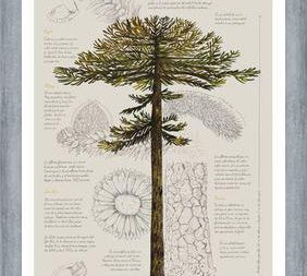 Cuadro Infografía Araucaria