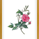 Cuadro Rosa II