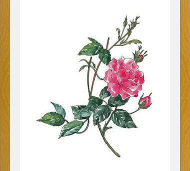 Cuadro Rosa II