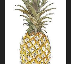 Cuadro PIÑA