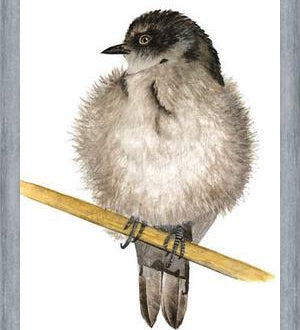 Cuadro Golondrina bebé