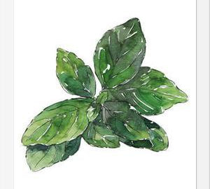 Cuadro ALBAHACA