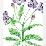 Cuadro alstroemeria