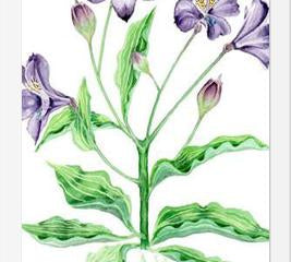 Cuadro alstroemeria
