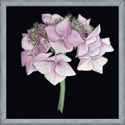 Cuadro Hortensia rosada