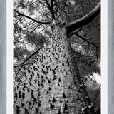 Cuadro Arbol