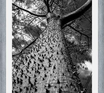Cuadro Arbol