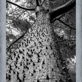 Cuadro Arbol