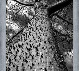 Cuadro Arbol