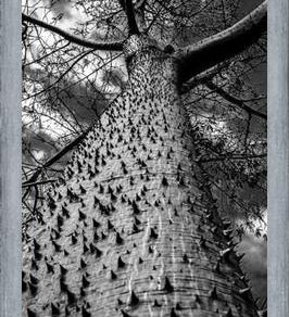 Cuadro Arbol