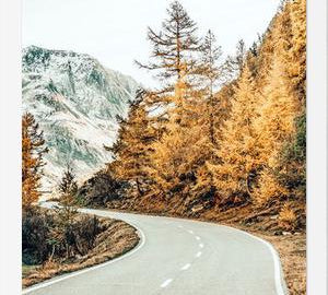 Cuadro Snow and Golden Pine