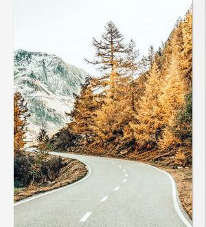 Cuadro Snow and Golden Pine