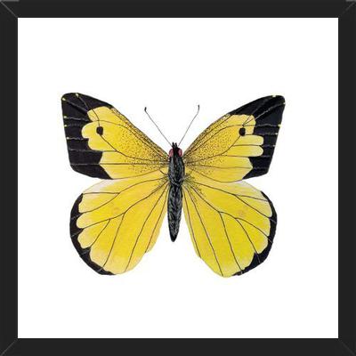 Cuadro Mariposa amarilla Boliviana