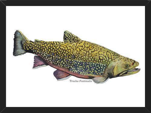 Cuadro Trucha Fontinalis
