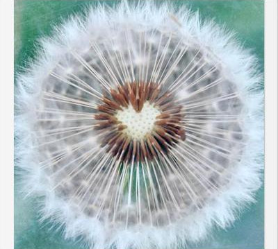 Cuadro Dandy Heart