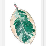 Cuadro Ficus Elastica