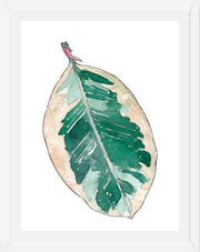 Cuadro Ficus Elastica