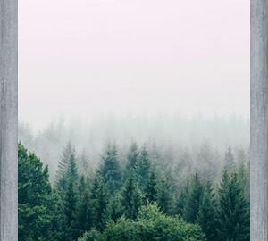 Cuadro The Fog And The Forest I