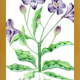 Cuadro alstroemeria