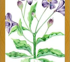 Cuadro alstroemeria