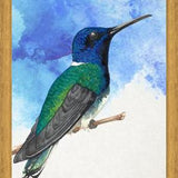Enmarcado Colibrí azul