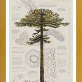 Cuadro Infografía Araucaria