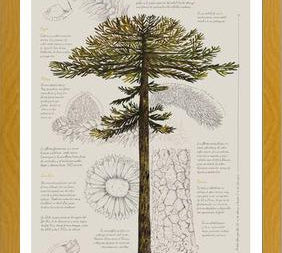 Cuadro Infografía Araucaria