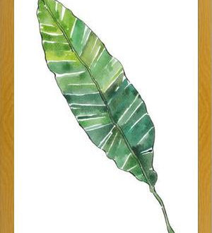 Cuadro HOJA DE PLATANO