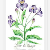 Cuadro alstroemeria