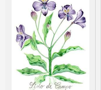 Cuadro alstroemeria