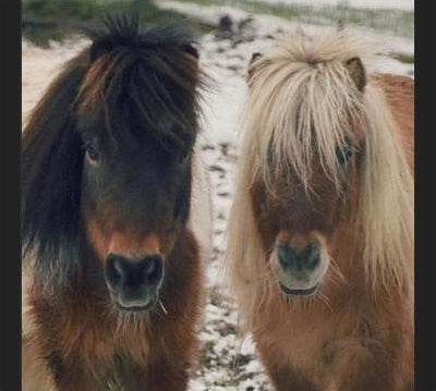 Cuadro Mini Horses in the Snow