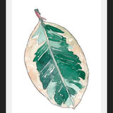 Cuadro Ficus Elastica