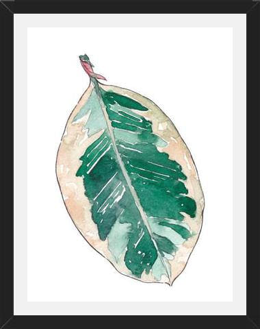 Cuadro Ficus Elastica