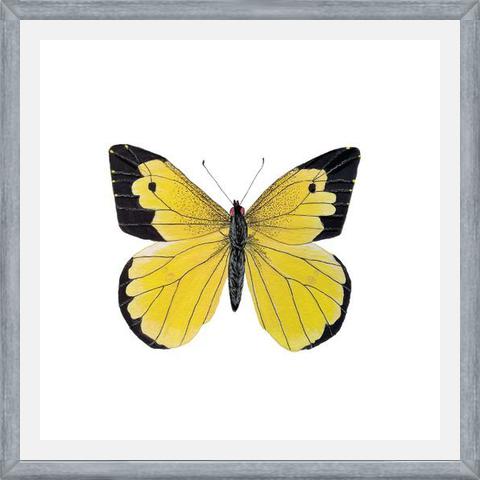 Cuadro Mariposa amarilla Boliviana
