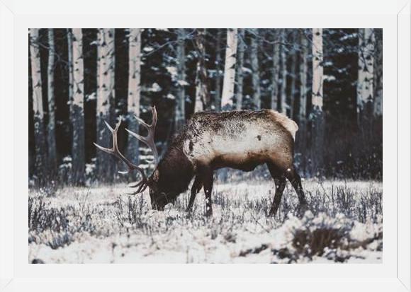 Cuadro Reindeer