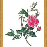 Cuadro Rosa II