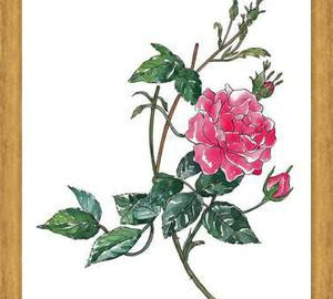 Cuadro Rosa II