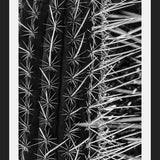 Cuadro Cactus