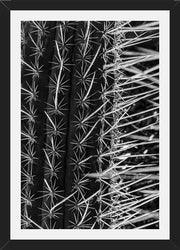 Cuadro Cactus