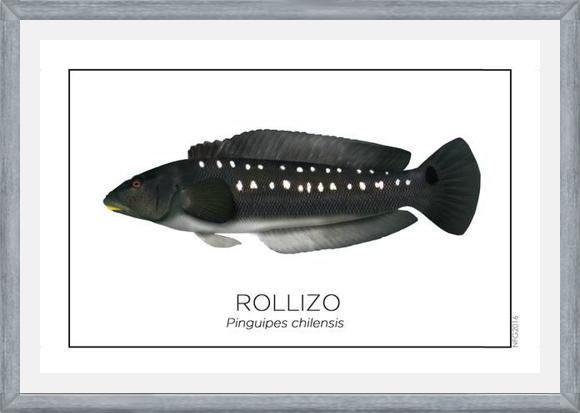 Cuadro Colección Especies de Peces Chilenos: Rollizo
