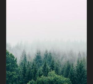 Cuadro The Fog And The Forest I